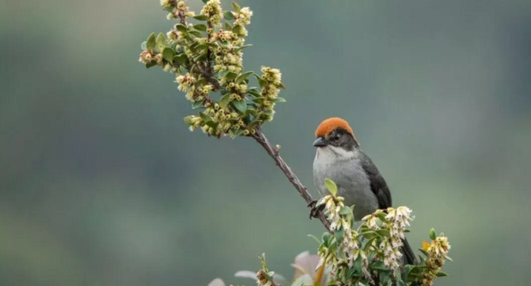 Fotos: esta es la especie de ave más paisa del mundo