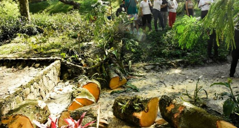 Imagen del caso en Ibagué donde ciudadanos, molestos por la tala de árboles en Parque Centenario