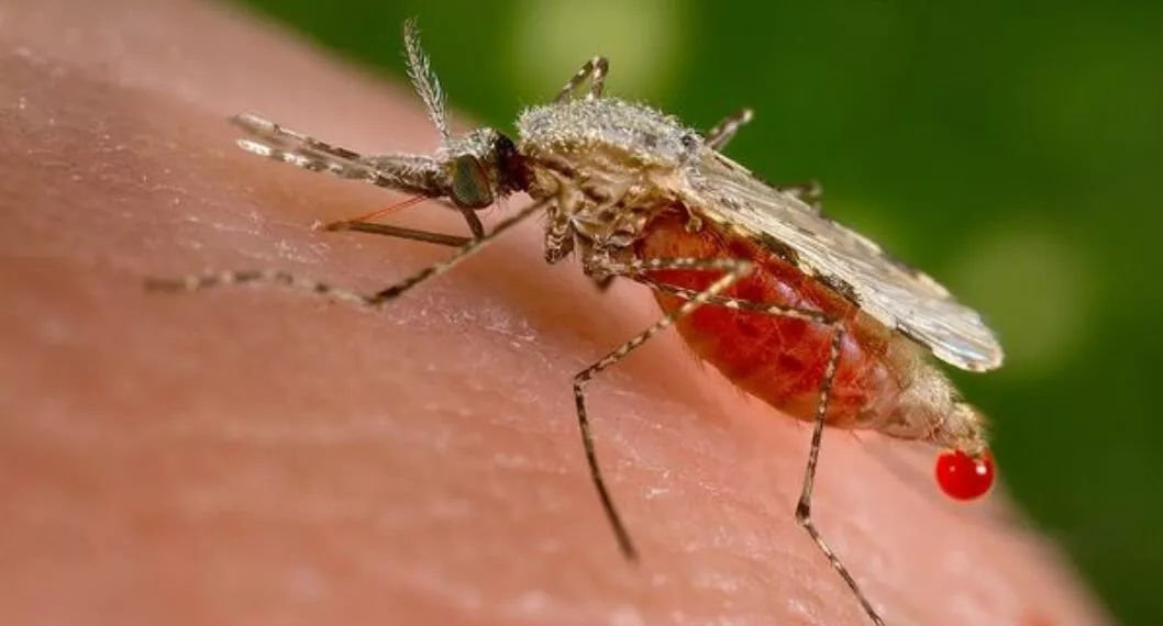 ¿Engañar a mosquitos aplicándose repelente? Debería leer lo que la ciencia encontró