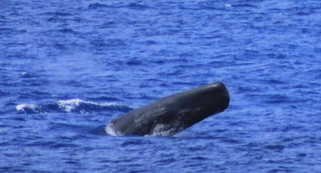 Por primera vez, sabemos que los familiares de Moby Dick viven en el Caribe colombiano