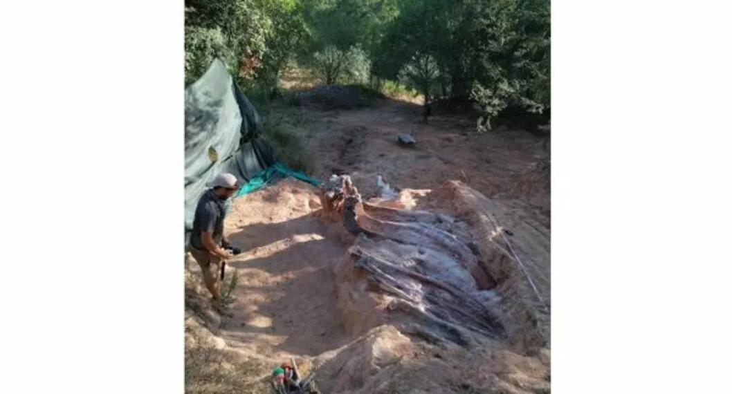 Encuentran los restos de un dinosaurio que podrían ser los más grandes de Europa