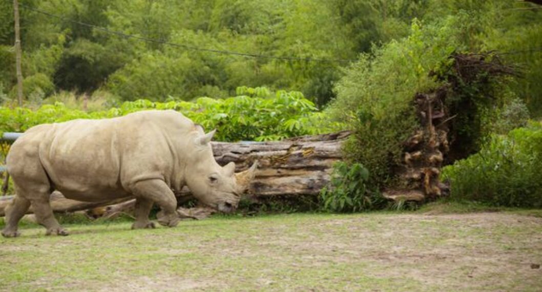 Un rinoceronte en Colombia: la mala idea de compararlo con los hipopótamos de Escobar