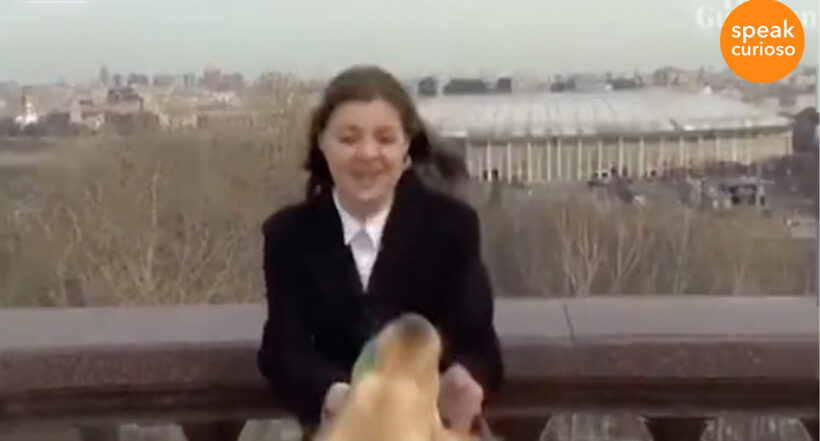 Imagen del perro que se vuelve famoso luego de robar el micrófono de una periodista en vivo