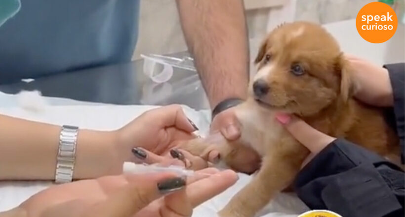 Imagen del perrito que se vuelve viral por reacción al ser vacunado, ya que llora como un bebé