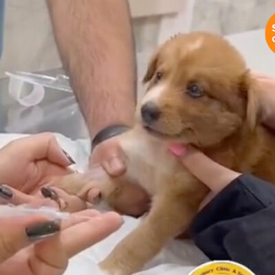 Perrito se vuelve viral por reacción al ser vacunado, ya que llora como un  bebé
