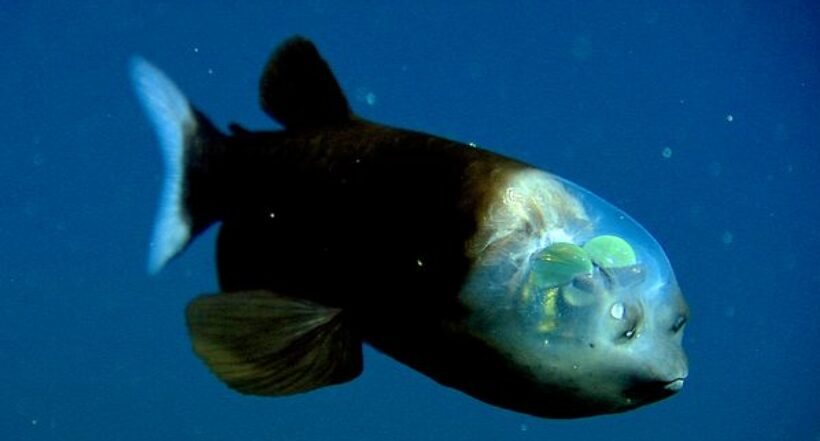 En video: el pez de cabeza transparente que habita en la profundidad del océano