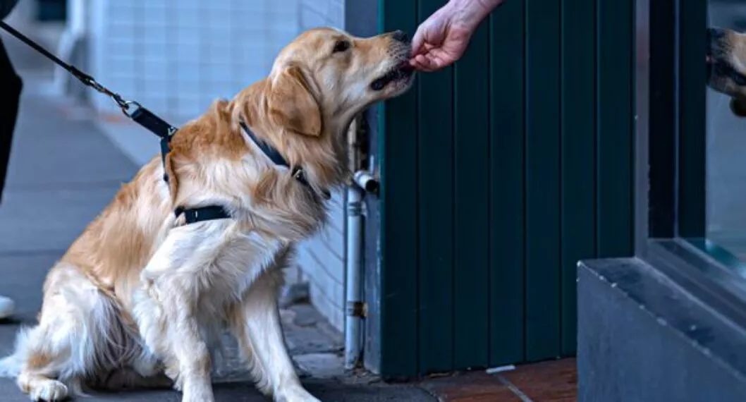 Hemoparásitos en perros: síntomas y causas de esta afección en tu mascota