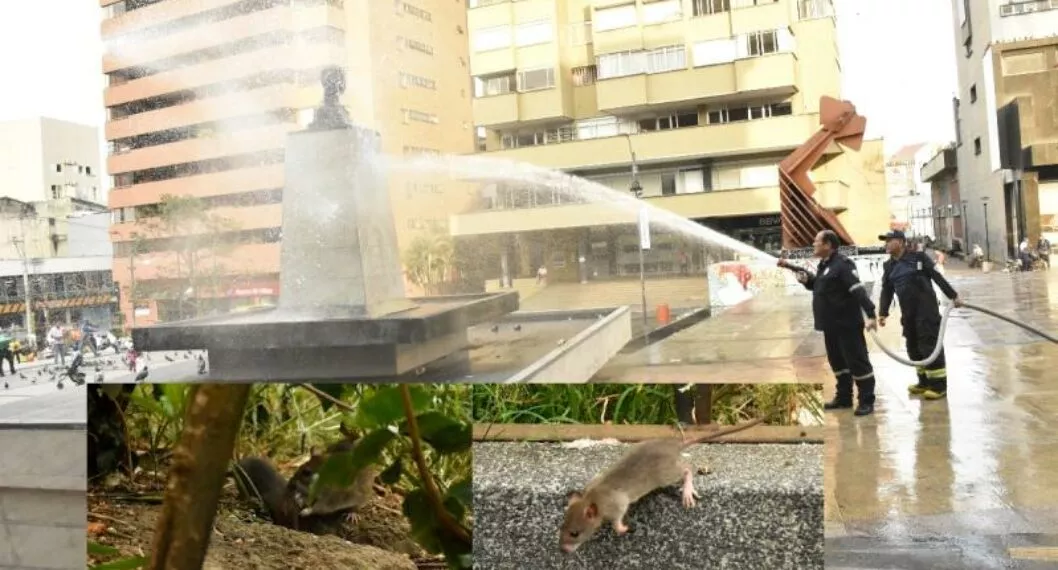 Imagen del caso en Ibagué donde ciudadanos dicen que parque Murillo Toro está lleno de ratas