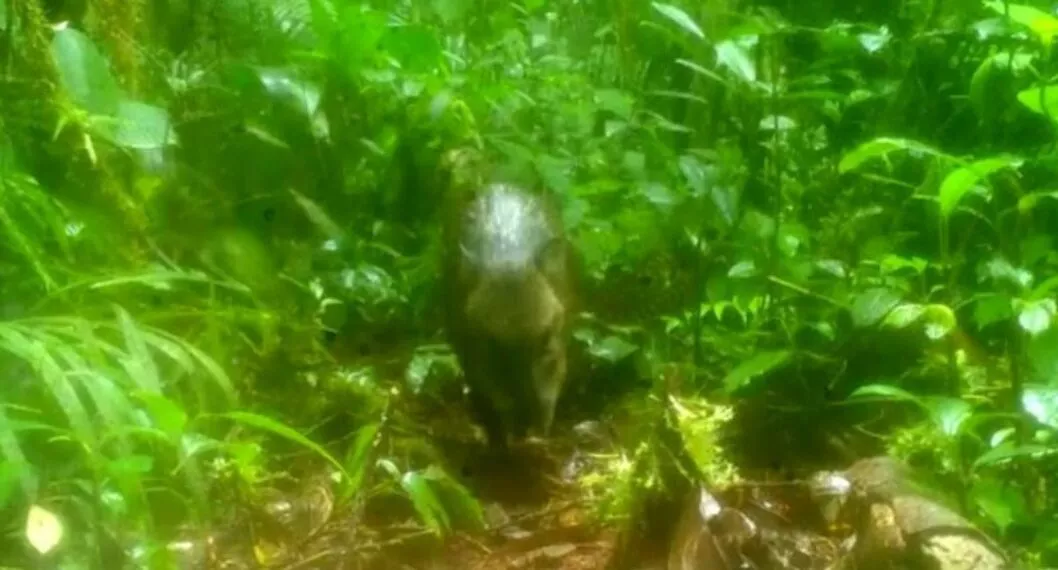 Imagen del caso en Tolima donde encontraron tres nuevas especies de mamíferos