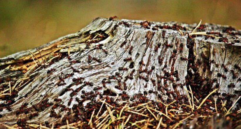 Imagen de una colmena a propósito de por qué las hormigas reina viven 30 años mientras que las obreras solo viven uno