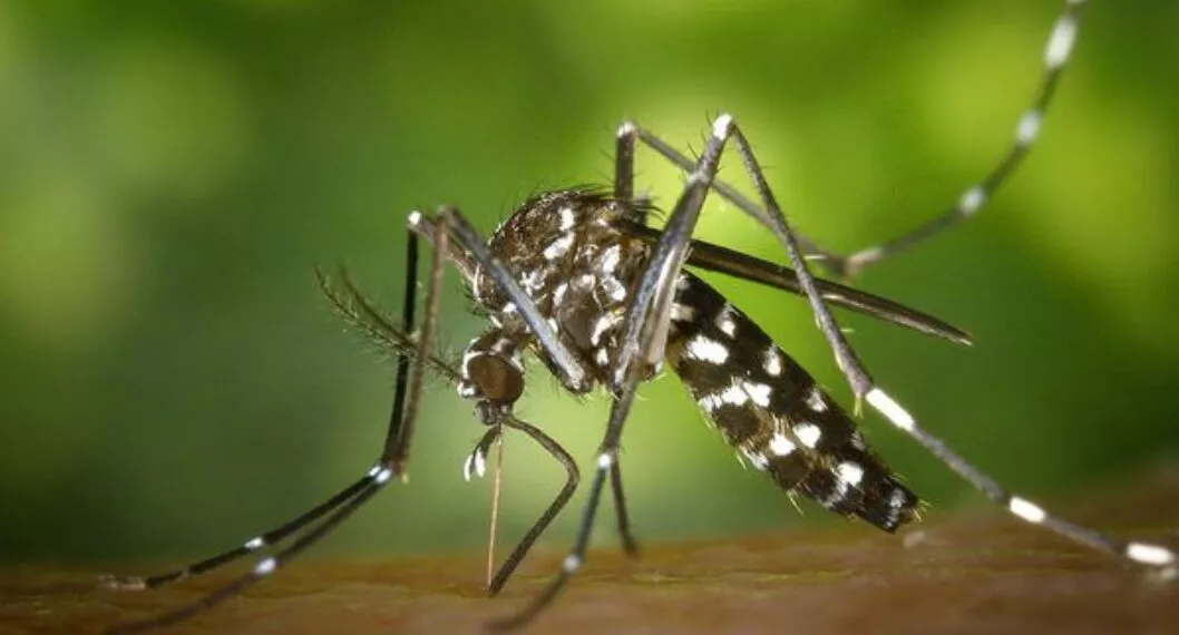 Imagen de un mosco a propósito que científicos identifican mosquitos tigre con mutación en ocho países de Europa