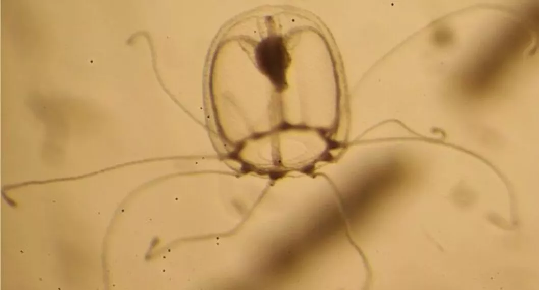 Imagen del caso en que estudio mostró que una medusa rejuvenece y puede vivir para siempre por genes