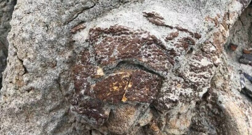 Imagen del caso donde descubren extraño fósil de dinosaurio con piel escamosa parcialmente preservada