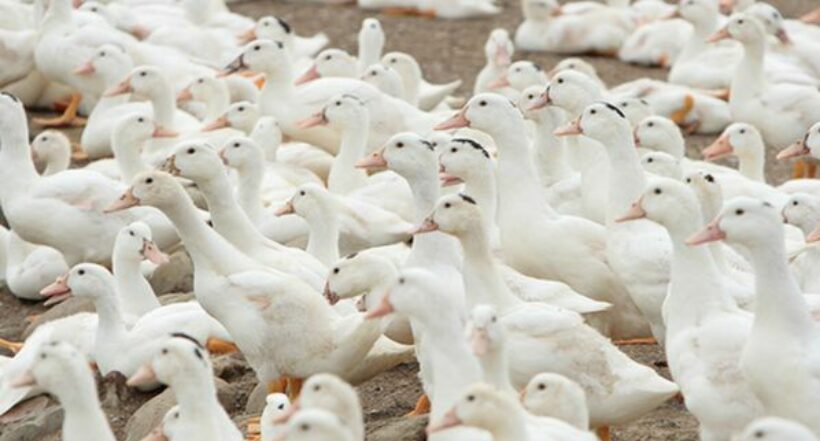 Patos contaminados con mercurio serían más propensos a contraer gripe aviar