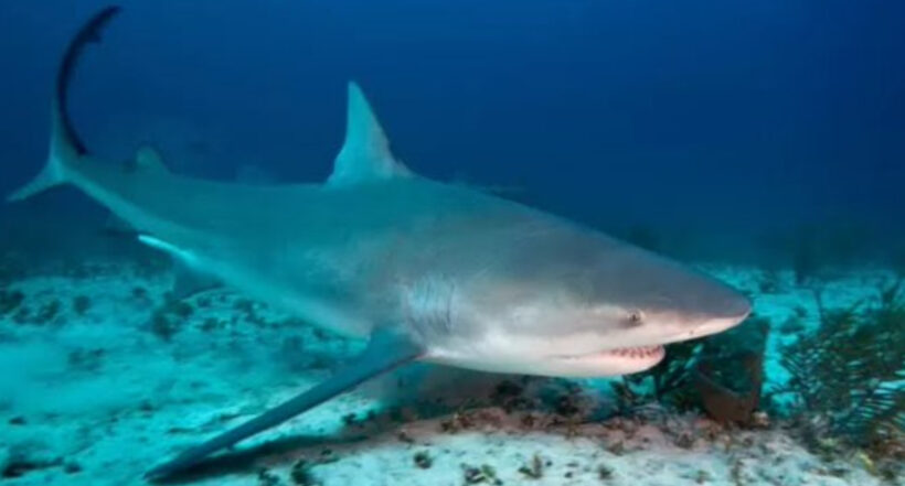 Una turista que viajaba en un crucero murió en Bahamas al ser mordida por un tiburón mientras se encontraba buceando. 