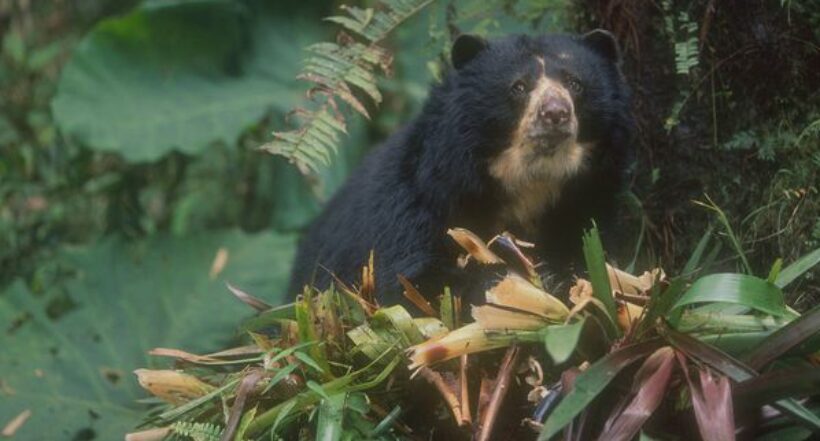 Encuentran nuevos individuos de oso andino en Neiva gracias a monitoreo comunitario