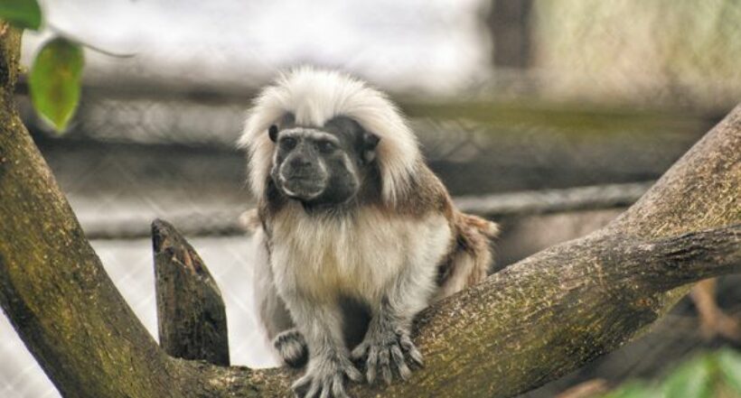 Autoridades ambientales en alerta por tráfico de primates en Huila