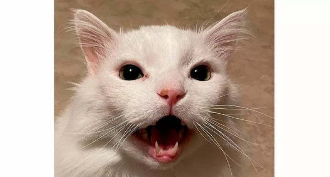 Imagen de Thurston Waffles, el gato que se volvió viral por sus maullidos que murió
