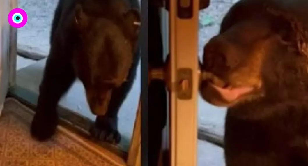 Imagen del inteligente oso que abre la puerta de una casa cuando se lo piden