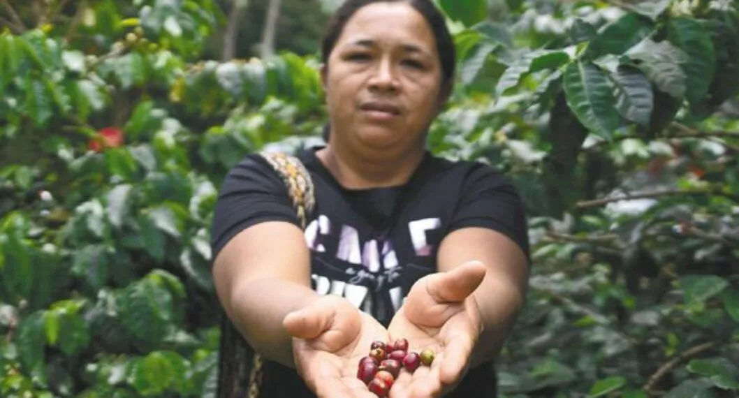 Las apuestas del Cauca para producir y exportar alimentos en medio de la guerra