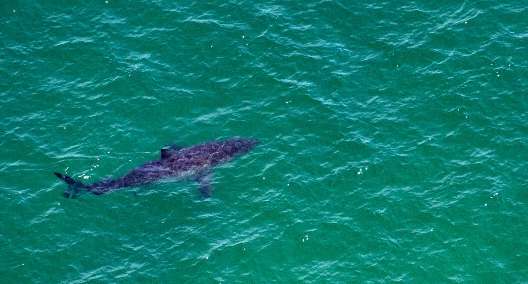 Un tiburón de más de dos metros se lanzó a un barco en Estados Unidos y les pegó tremendo susto a los tripulantes. 