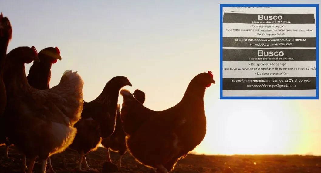 "Se busca paseador de gallinas": la oferta de empleo que sorprende a muchos y que es viral