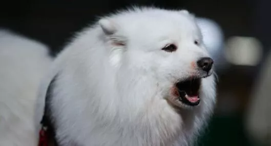 Foto de un perro blanco ladrando 