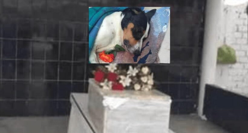 [Video] Vecinos de un barrio en Perú le hicieron funeral a un perro con serenata y misa