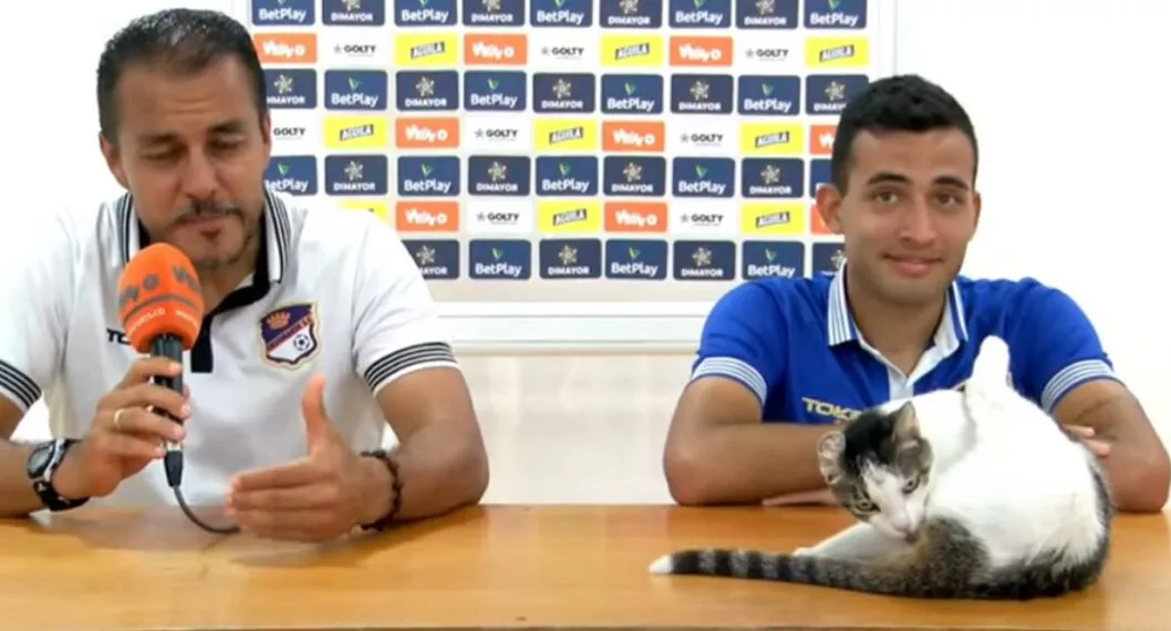 Gato que apareció en rueda de prensa de Orsonarso en la B del fútbol colombiano.