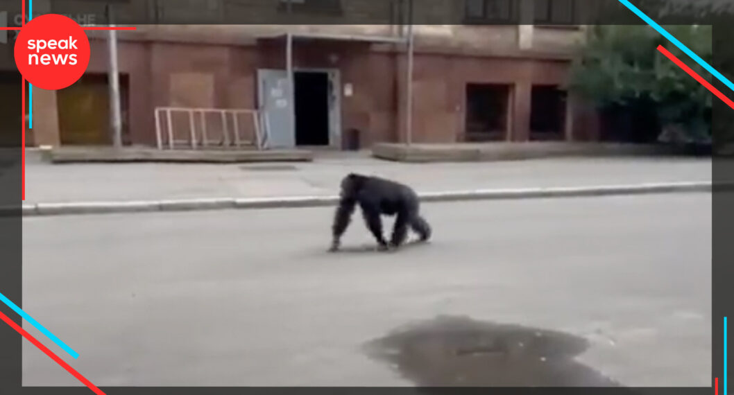 Imagen del chimpancé que huyó de un zoológico en Rusia y volvió gracias a su cuidadora