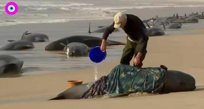 Imagen del caso en Australia donde 230 ballenas quedaron varadas en una playa en Australia