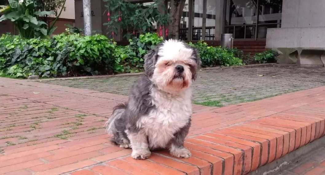 Coco, perro robado en Bogotá, este miércoles 21 de septiembre. 