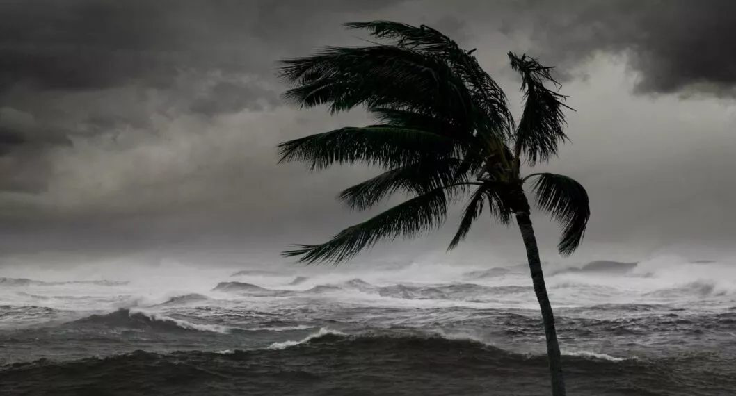 Foto de una palmera golpeada por vientos de huracán