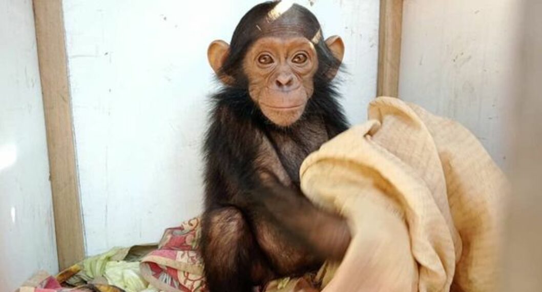 Tres chimpancés ‘bebés’ fueron secuestrados de un santuario en África