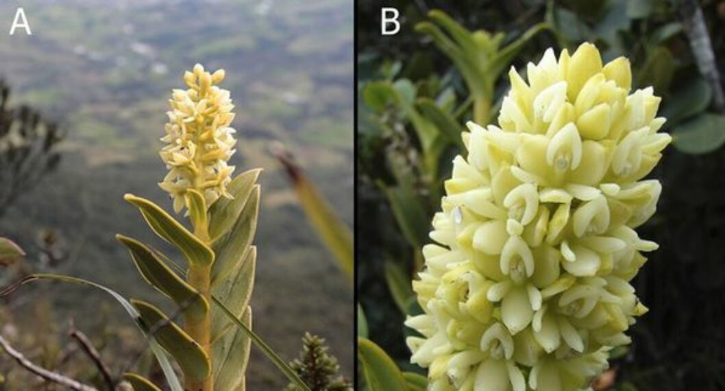 Esta es la nueva especie de orquídea que tiene Colombia