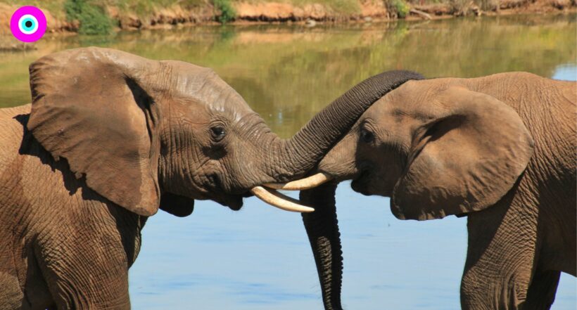 Imagen de dos animales en África, ya que ambientalistas construirán el 'Arca de Noé' para salvar la vida salvaje