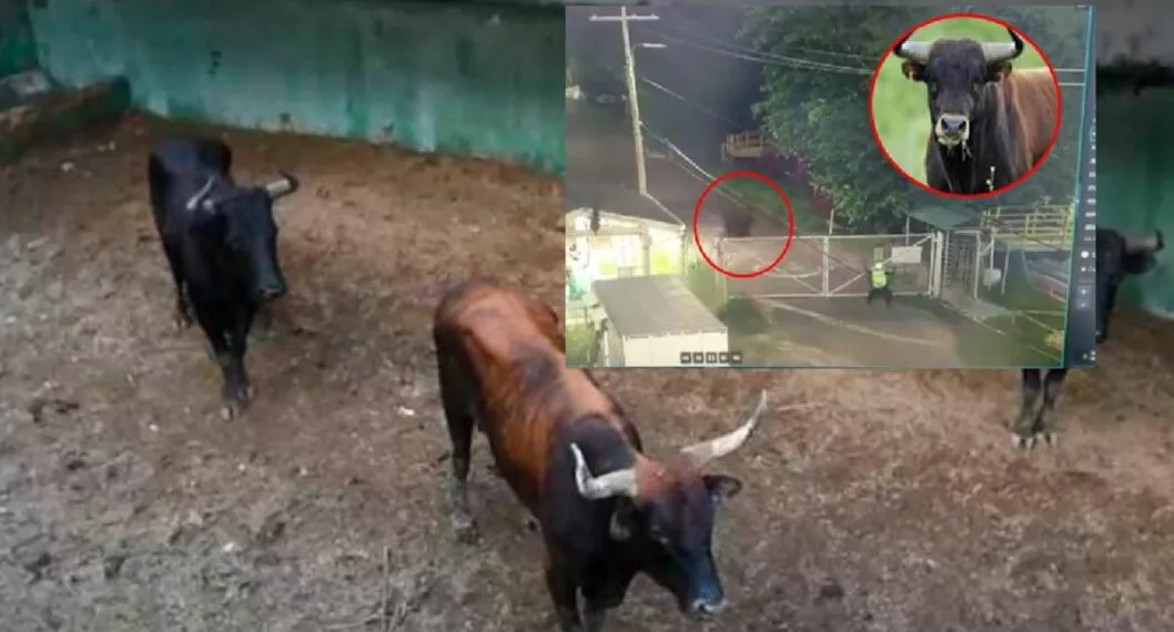 Un toro suelto asustó a trabajadores de una sede de Ecopetrol en Cartagena. El animal salió enfurecido y se estrelló contra una puerta que lo detuvo. 