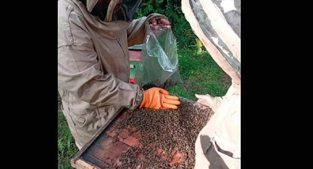 Apicultores llaman la atención de los agricultores para que verifiquen la cantidad de Apiarios existentes a su alrededor y evitar así la muerte masiva de abejas.