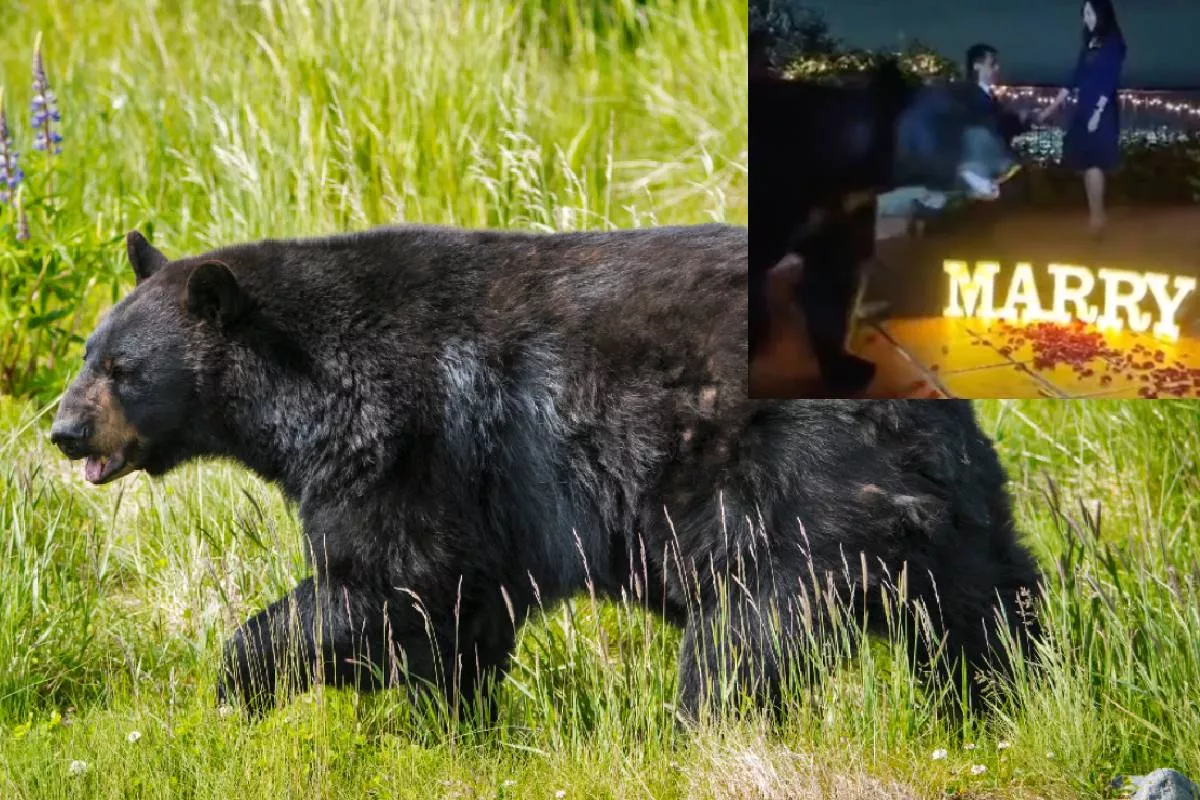 Foto de un oso negro a propósito de una propuesta de matrimonio en México