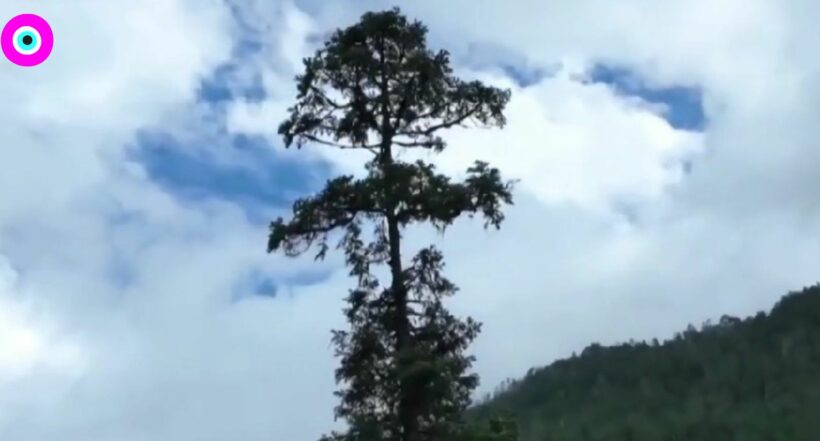 Imagen del caso en China, con el árbol en el bosque virgen de Abies en el Tíbet es el más grande