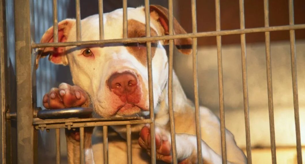 Imagen de un animal, a propósito del caso en México, donde perro pitbull defendió casa de sus dueños de ladrón no será sacrificado
