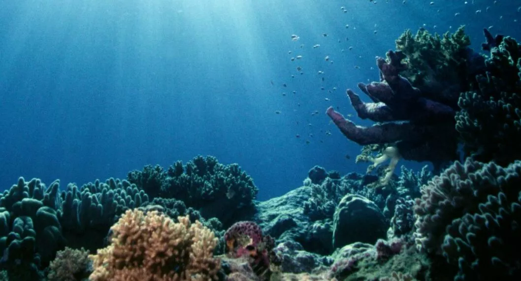 Arrecifes de coral tendrían condiciones 'inadecuadas' para 2035, según estudio