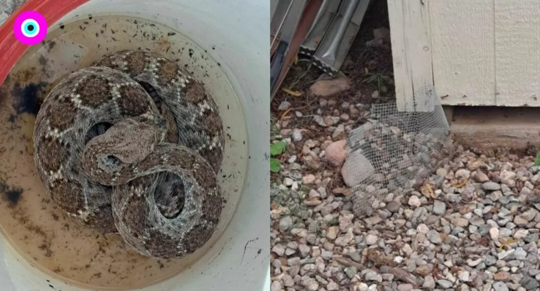 Imagen del caso en Estados Unidos, donde una serpiente duró atrapada más de dos años en malla de concreto