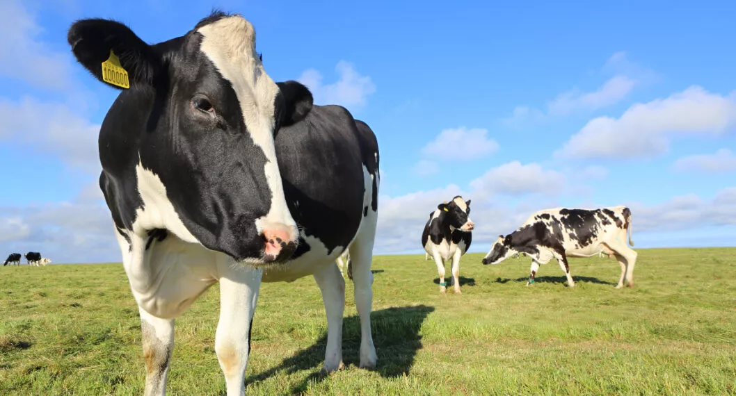 En Quindío ha habido más de 20 robos de vacas en lo que va del 2022. Los ganaderos denuncian la modalidad de 'carneo'.