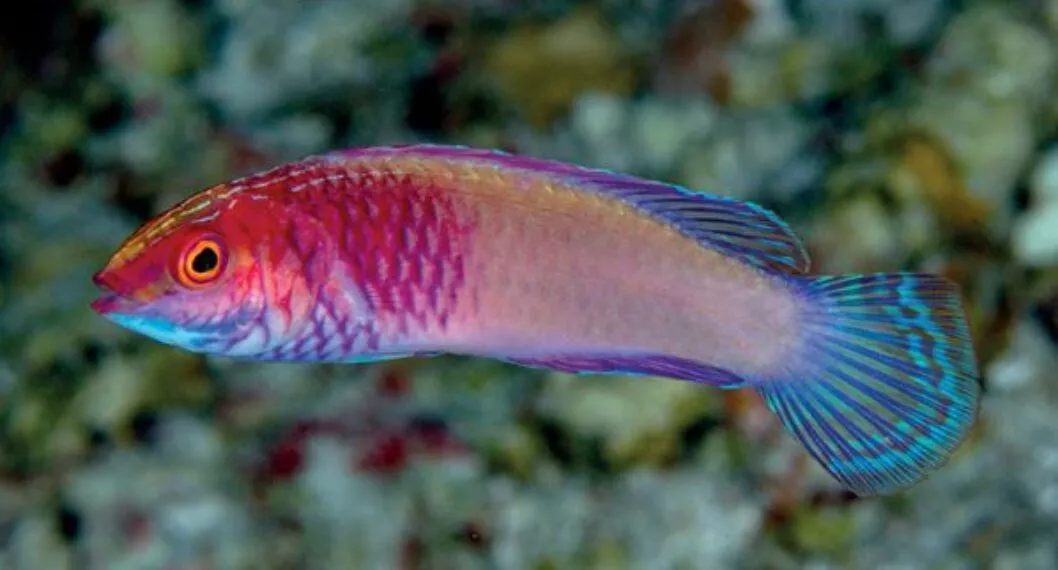 Este pez arcoíris, que habita en las profundidades, nace hembra y se convierte en macho