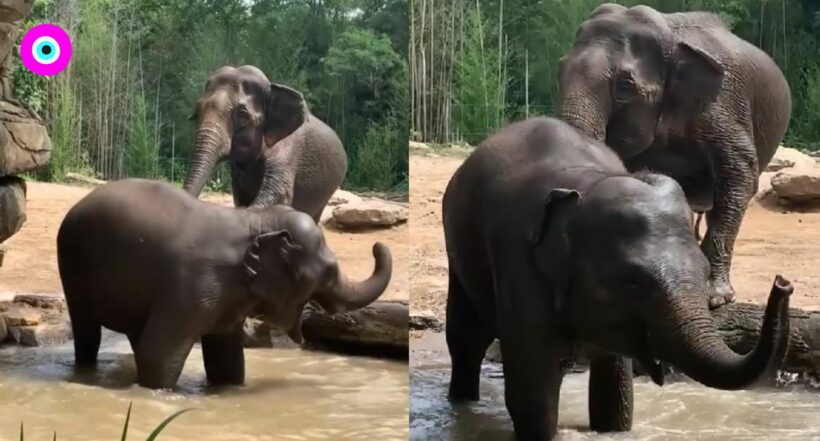 Imagen del Elefante adolescente le hace ‘berrinche’ a su madre; no quería salir del agua