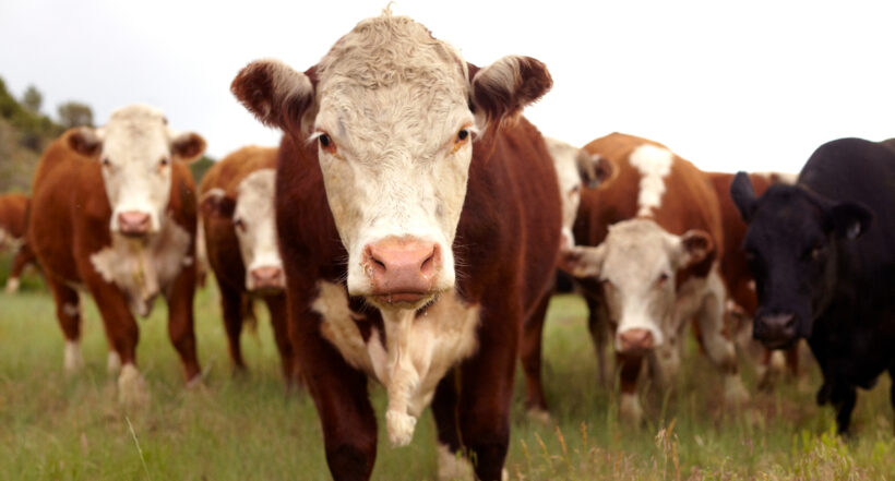 El Gobierno de Nueva Zelanda propone impuesto a los ganaderos por las emisiones del ganado, con el objetivo de disminuir los gases de efecto invernadero.
