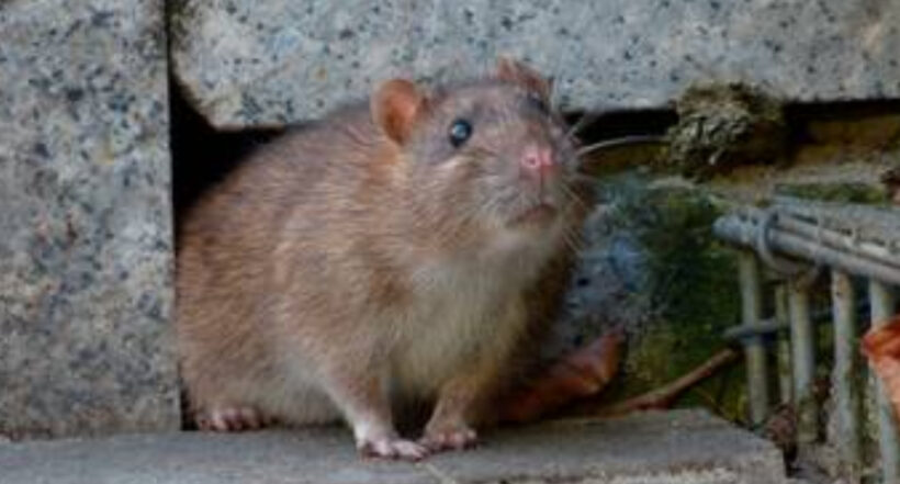 Nueva York toma medidas para detener presencia de ratas en la ciudad