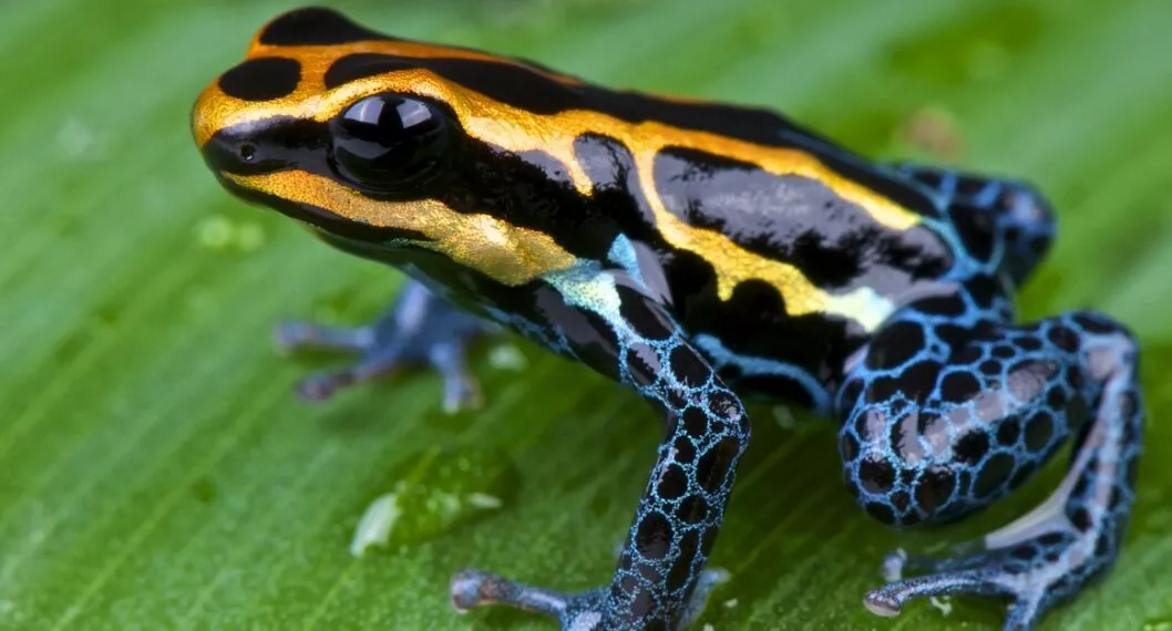 Rana flecha. Nota sobre las seis nuevas especies encontradas en Ecuador.