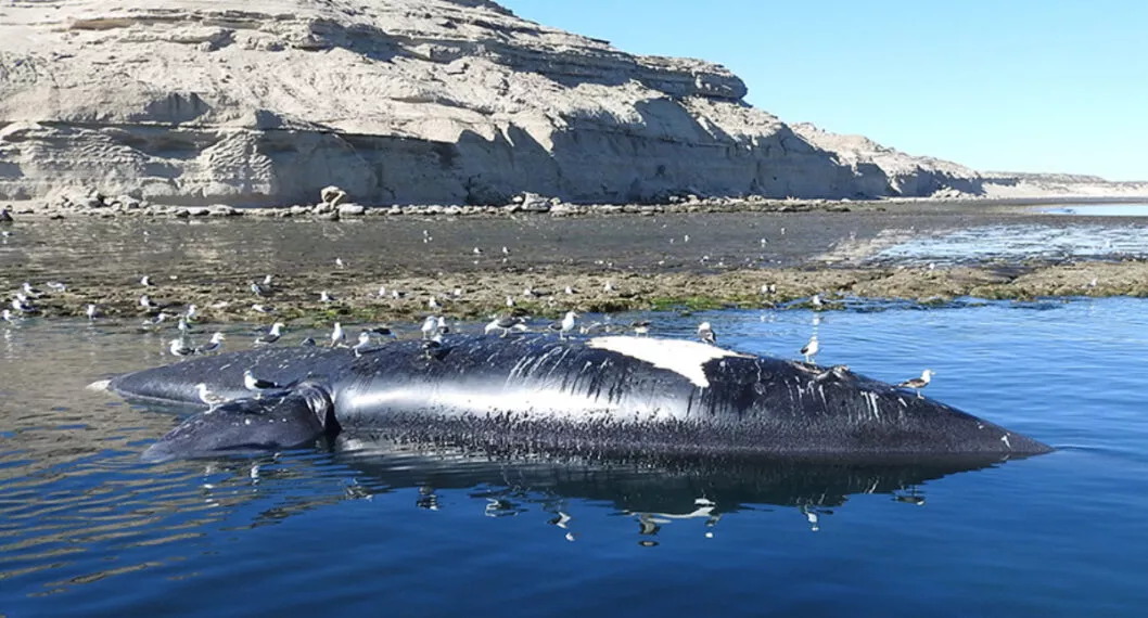 Cerca de 30 ballenas fallecieron en una reserva natural de la Patagonia argentina, al parecer producto de una intoxicación. 